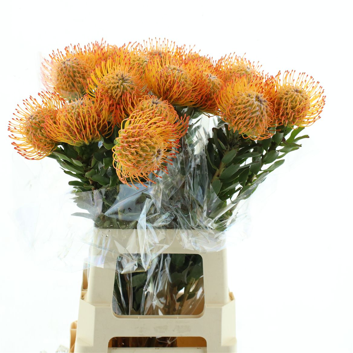 Leucospermum Ayoba Sun 70cm