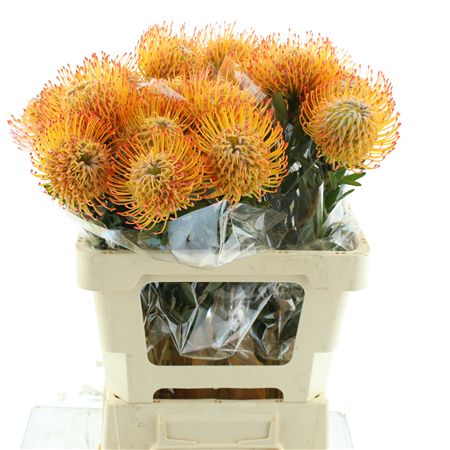 Leuco Ayoba Sun