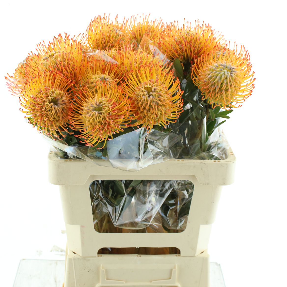 Leucospermum Ayoba Sun 60cm