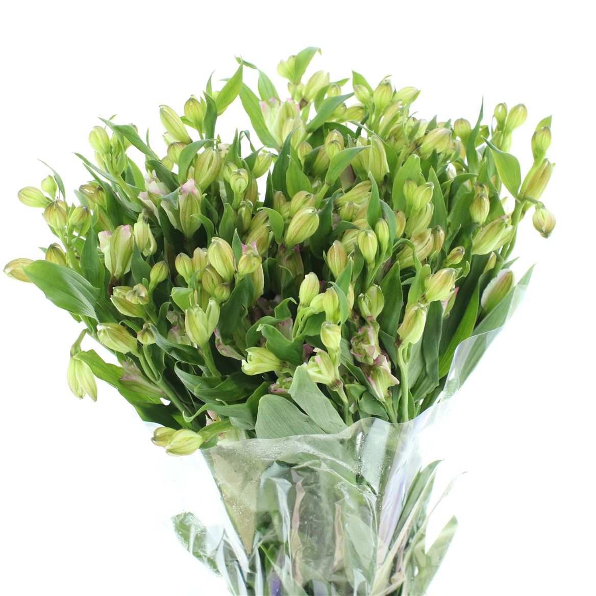 Alstroemeria Florinca Ballet 80cm 50gr.