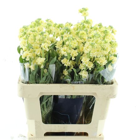 Matth Iron Yellow