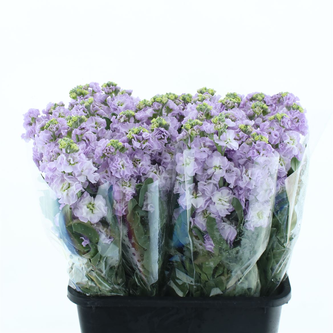 Matthiola Iron Marine 70cm