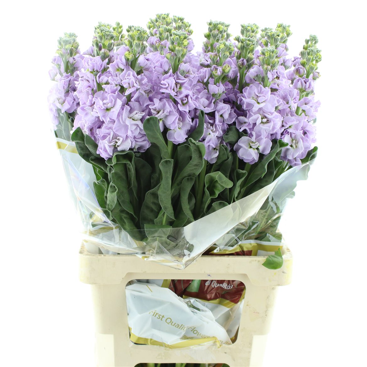 Matthiola Iron Marine 70cm