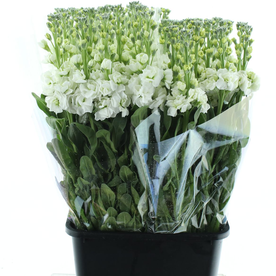 Matthiola Iron White 70cm