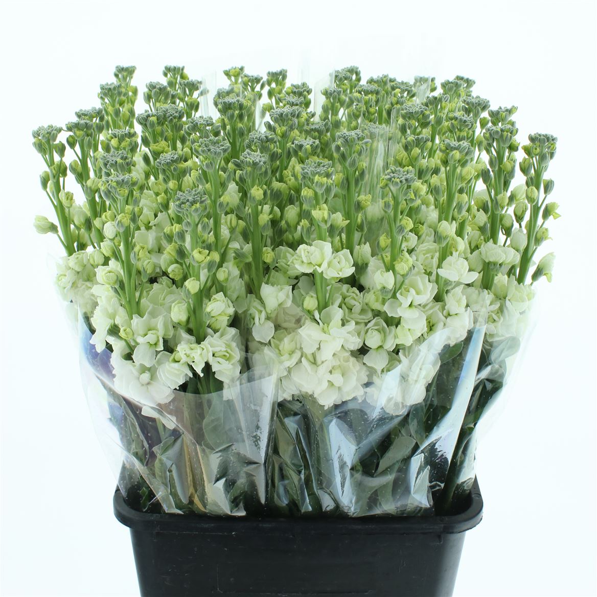 Matth Iron White 60cm