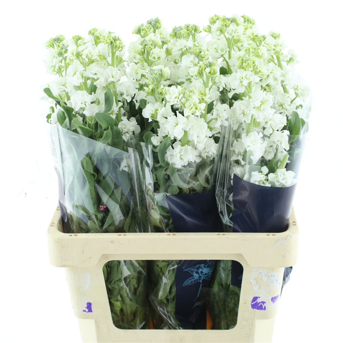 Matth Iron White 70cm