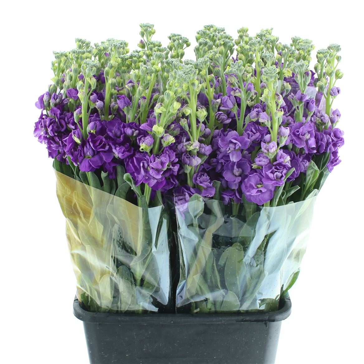 Matth Iron Purple 60cm