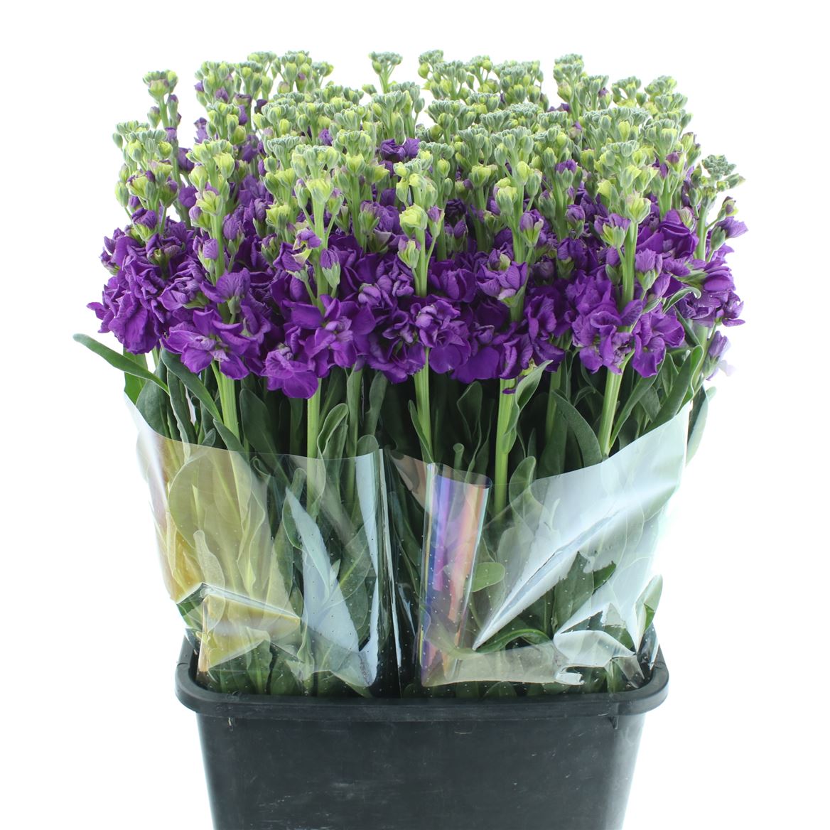 Matthiola Iron Purple 70cm