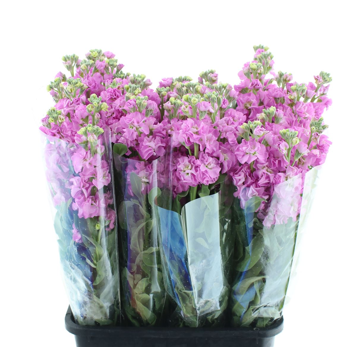Matth Iron Pink 60cm