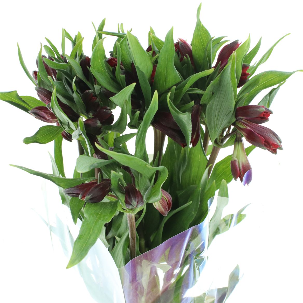 Alstroemeria Red Delight 80cm 50gr.