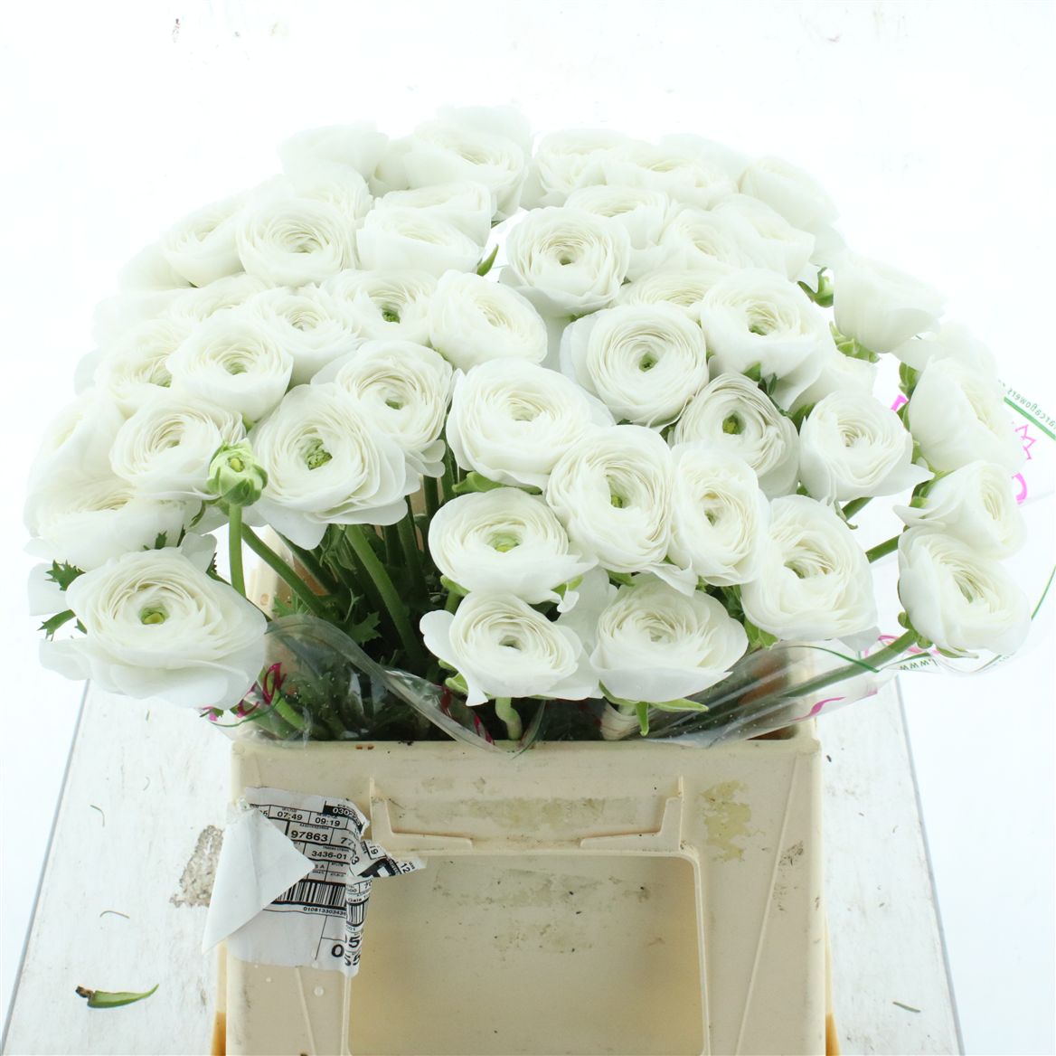 Ranunculus Succes Alaska 40cm 50gr.