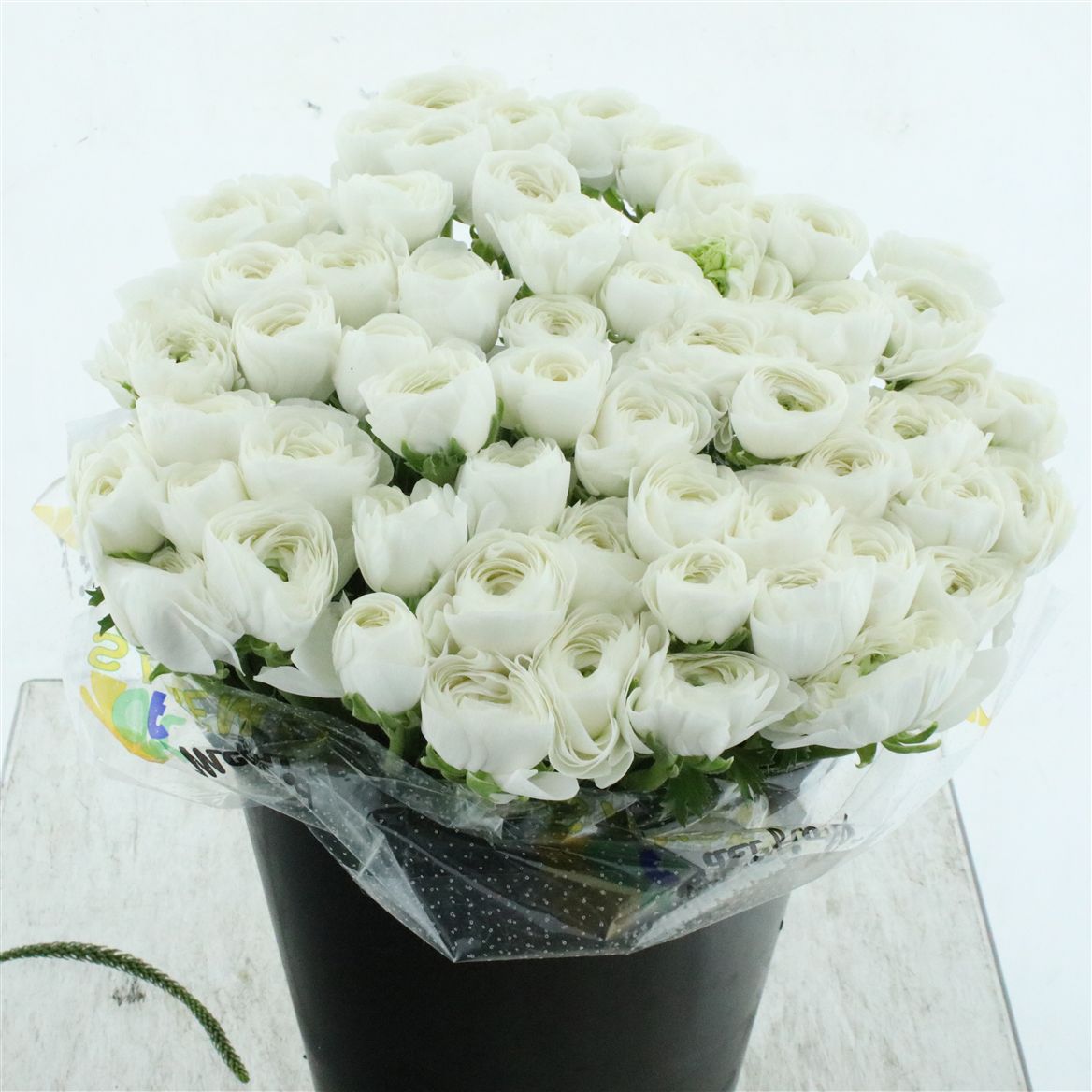 Ranunculus Succes Alaska 40cm 50gr.