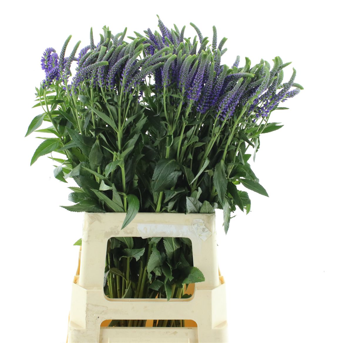 Veronica Longifolia Skyler Blue 75cm