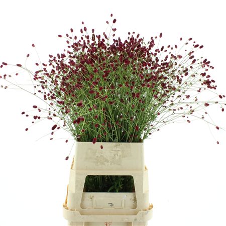 Sanguisorba O Arnhem