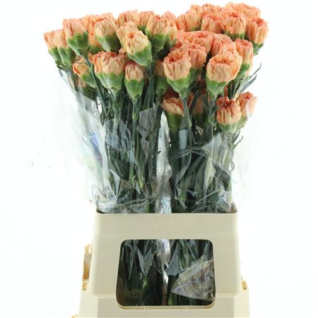 Di St Hermes Orange