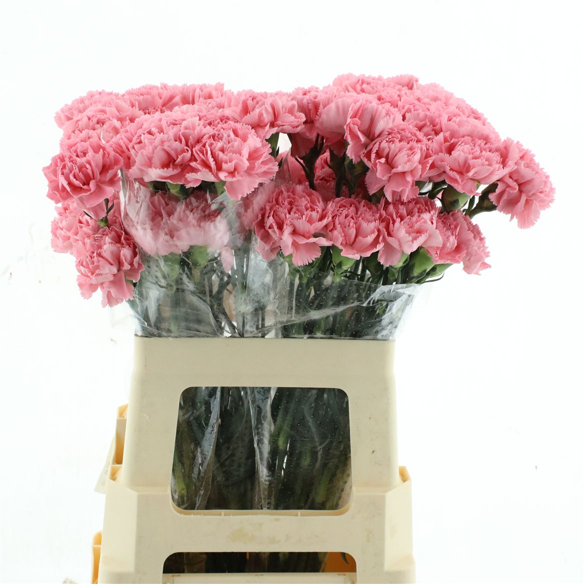 Dianthus Single Flamingo 60cm