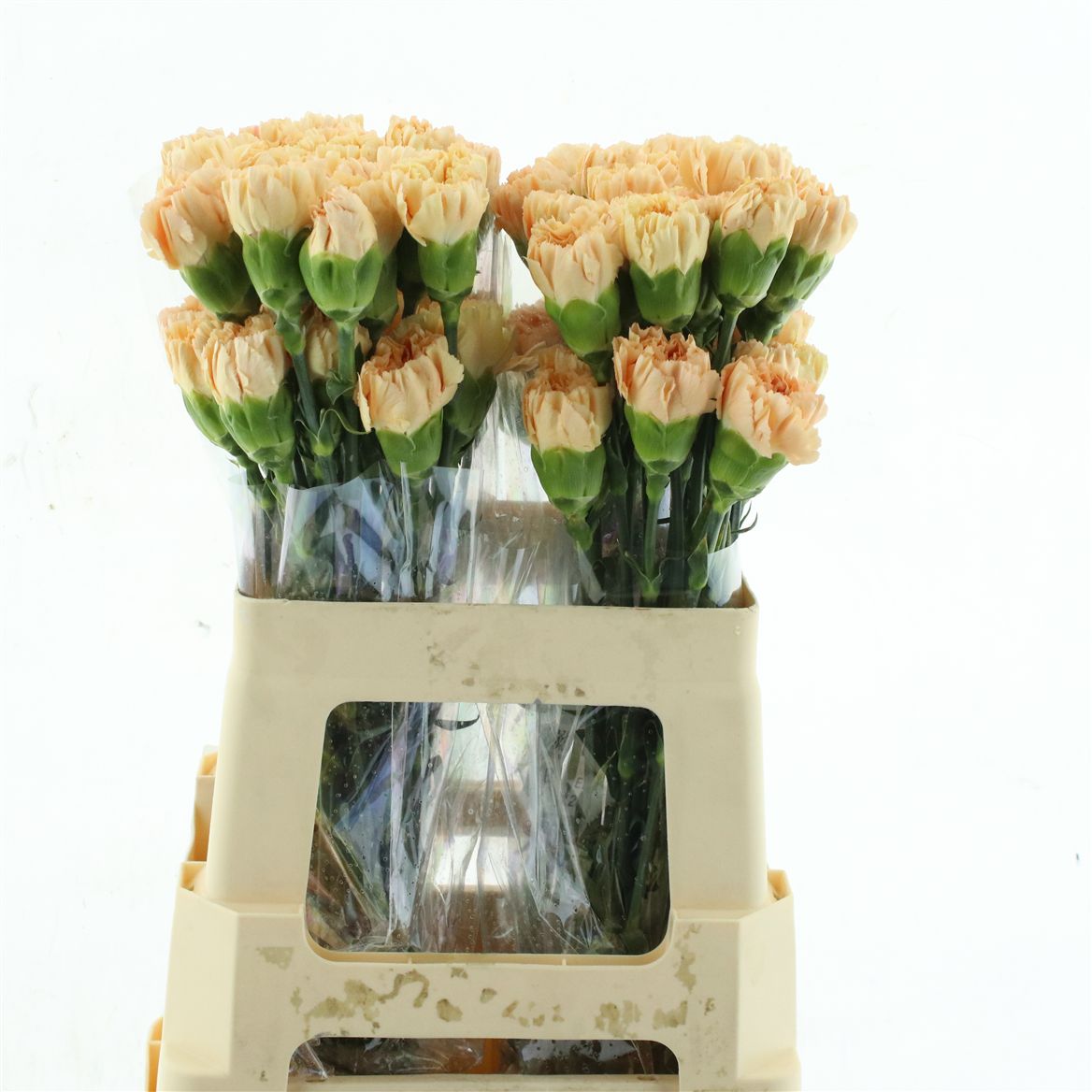 Dianthus Single Caroline Gold 55cm