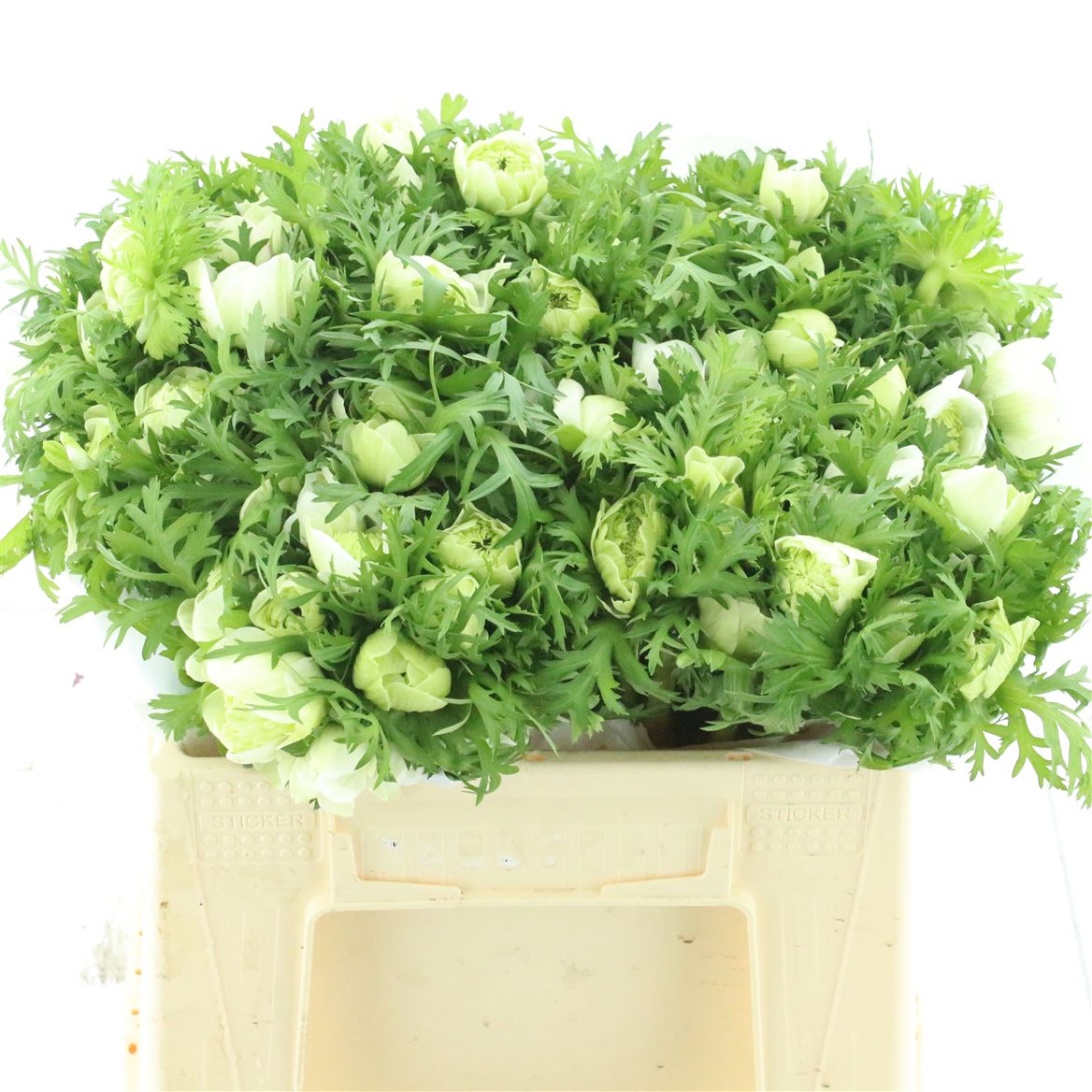 Anemone Fstar White 35cm