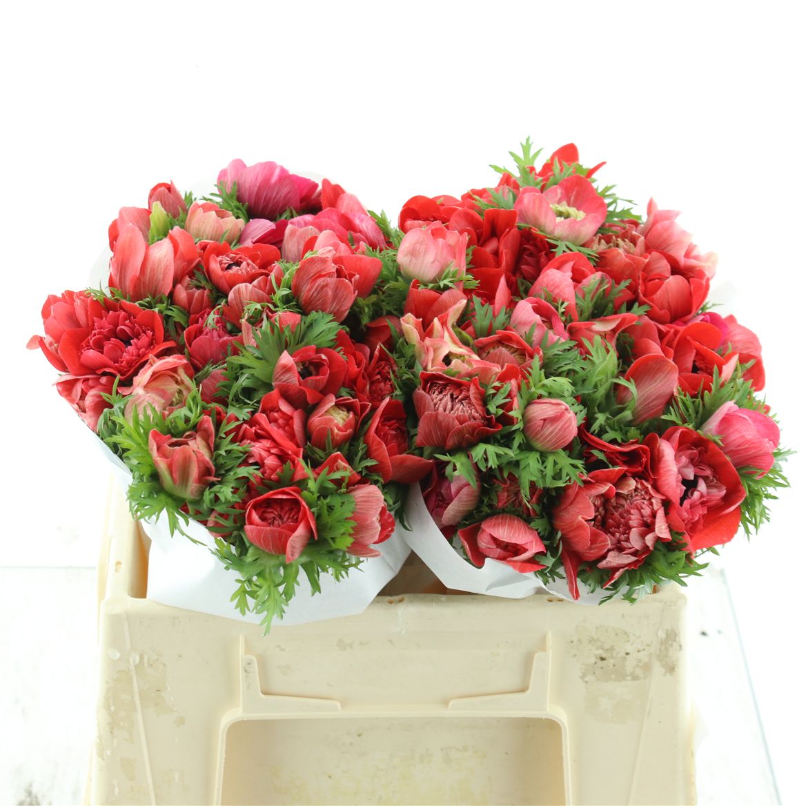 Anemone Fstar Glow Red 35cm