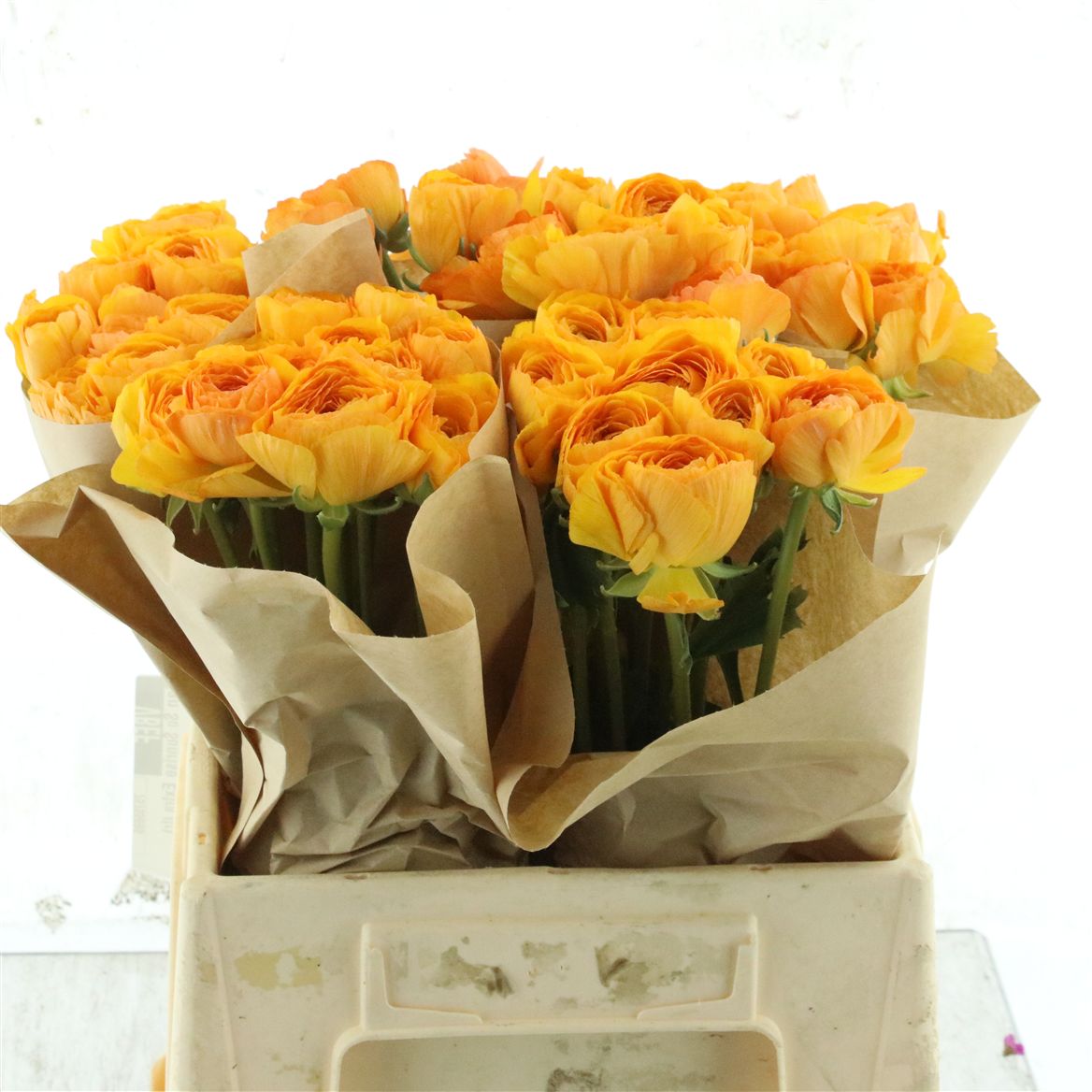 Ranunculus Success Omega 40cm 60gr.