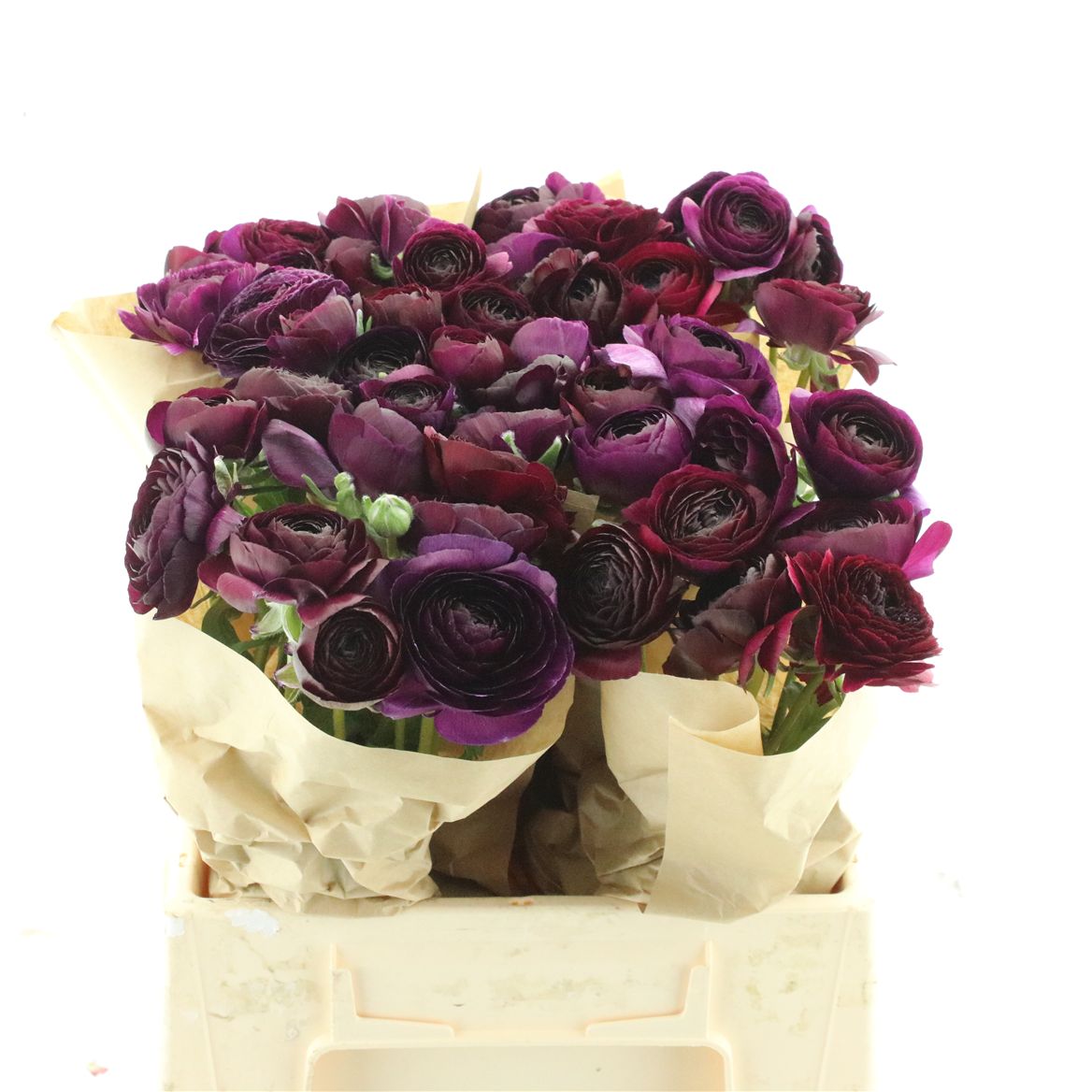 Ranunculus Success Nerone 45cm 55gr.