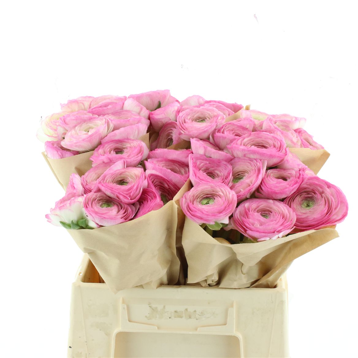 Ranunculus Success Felicidade 45cm 55gr.