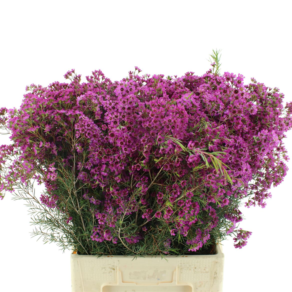 Chamelaucium Ariel 70cm 90gr.