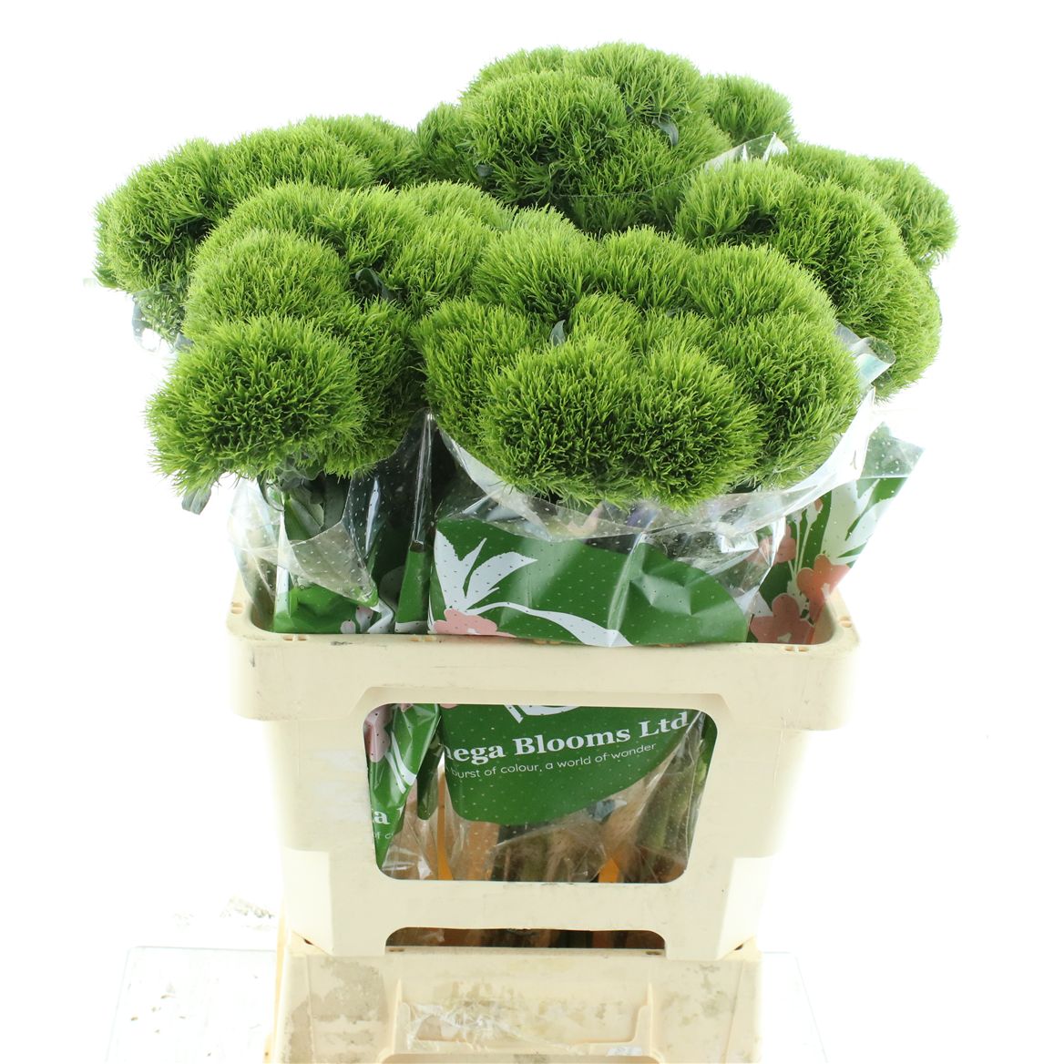Dianthus Barb Kiwi Mellow 60cm