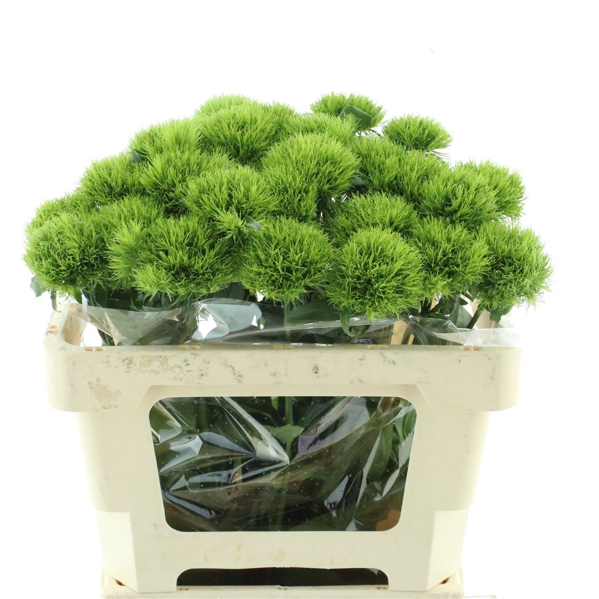 Dianthus Barb Kiwi Mellow 55cm