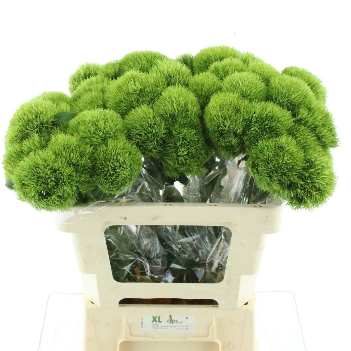 Dianthus Barb Kiwi Mellow 50cm