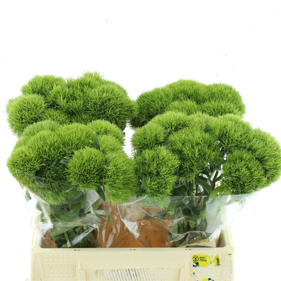 Dianthus Barb Kiwi Mellow 35cm