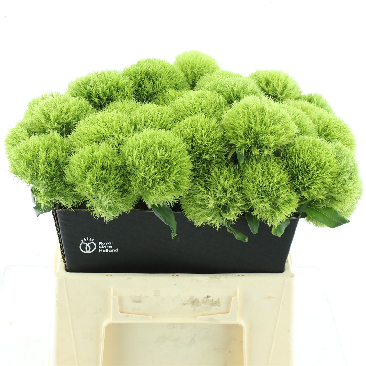 Dianthus Barb Kiwi Mellow 45cm