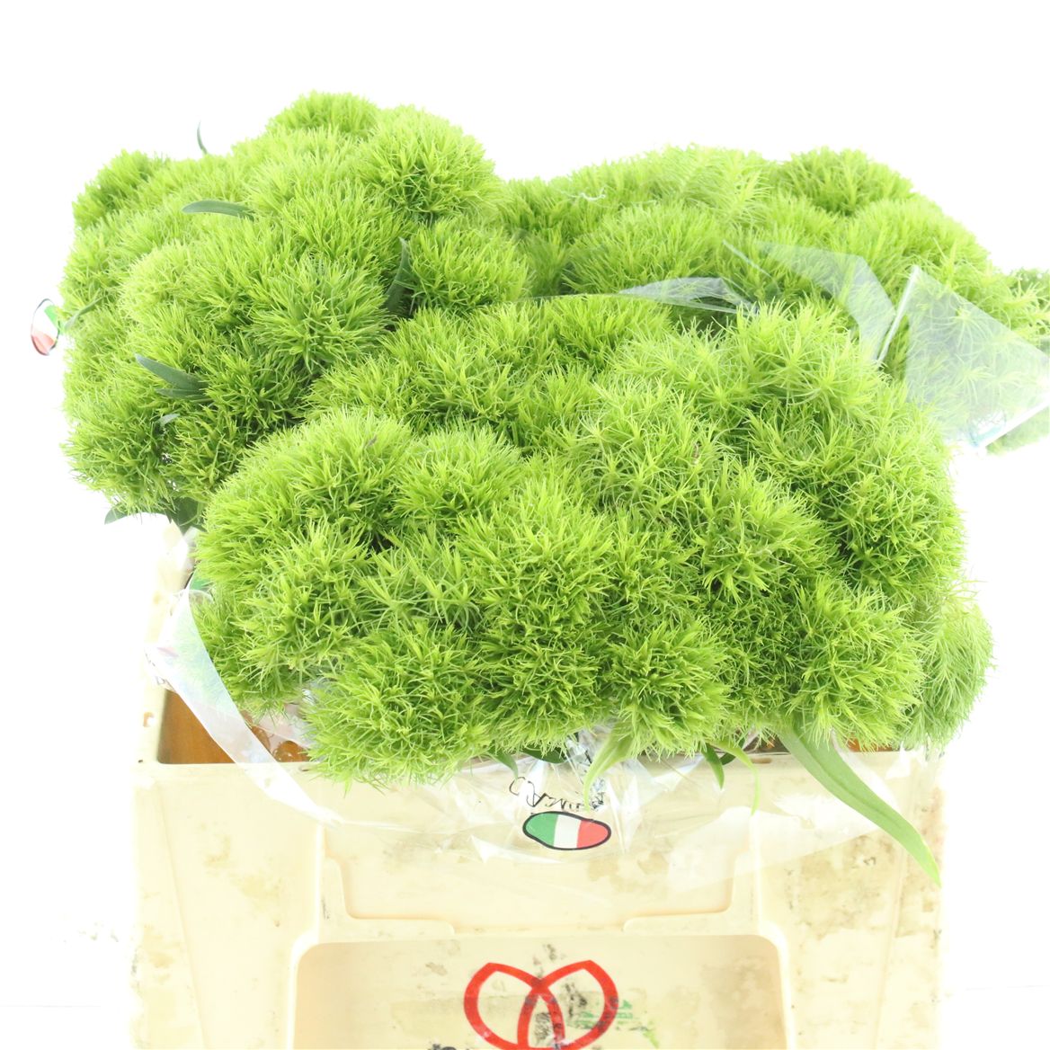 Dianthus Barb Kiwi Mellow 35cm
