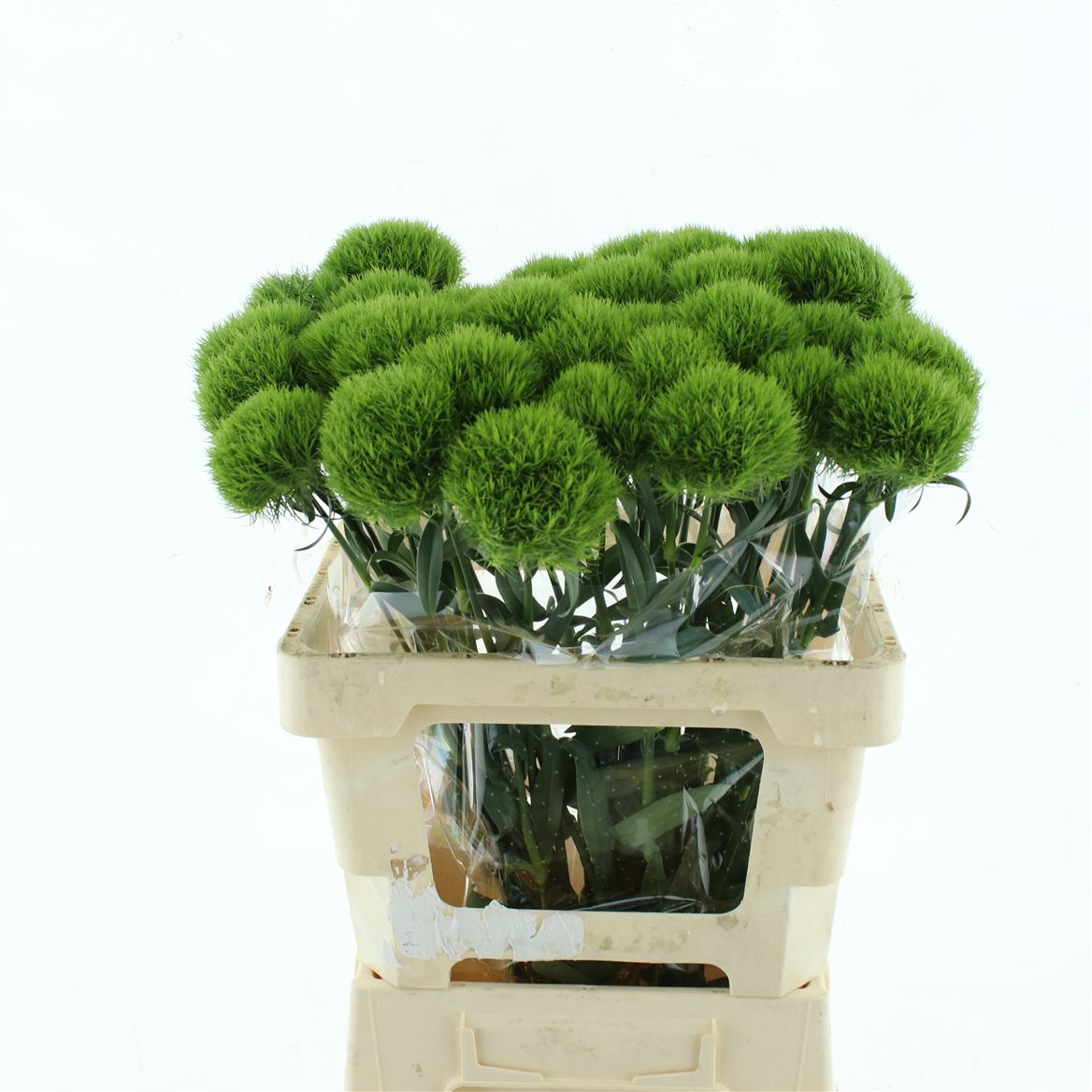 Dianthus Barb Kiwi Mellow 55cm