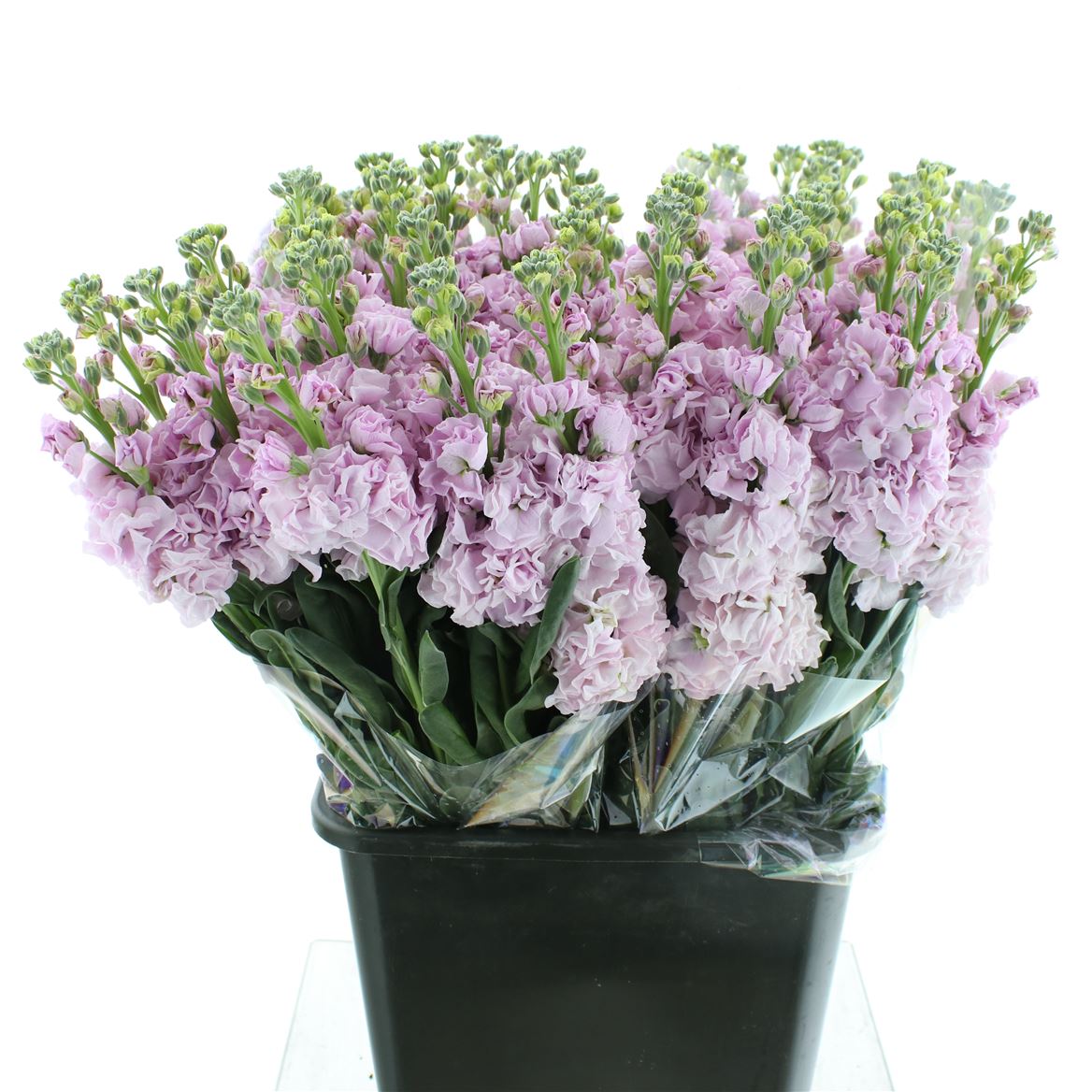Matthiola Iron Cherry Blossom 65cm