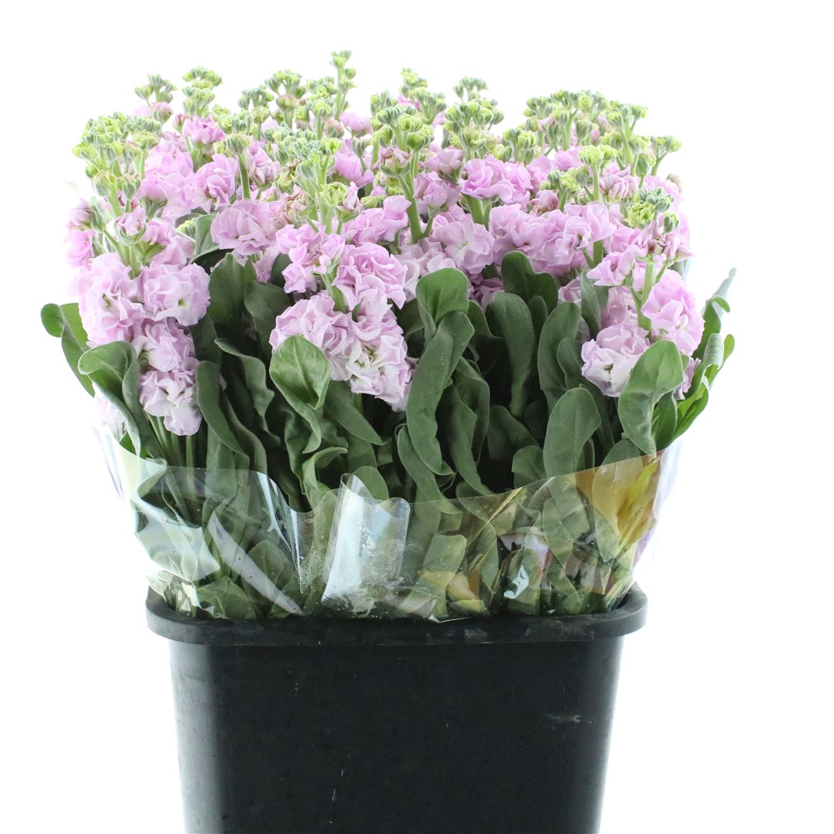 Matthiola Iron Cherry Blossom 60cm