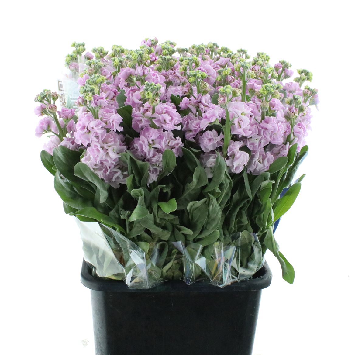 Matthiola Iron Cherry Blossom 65cm