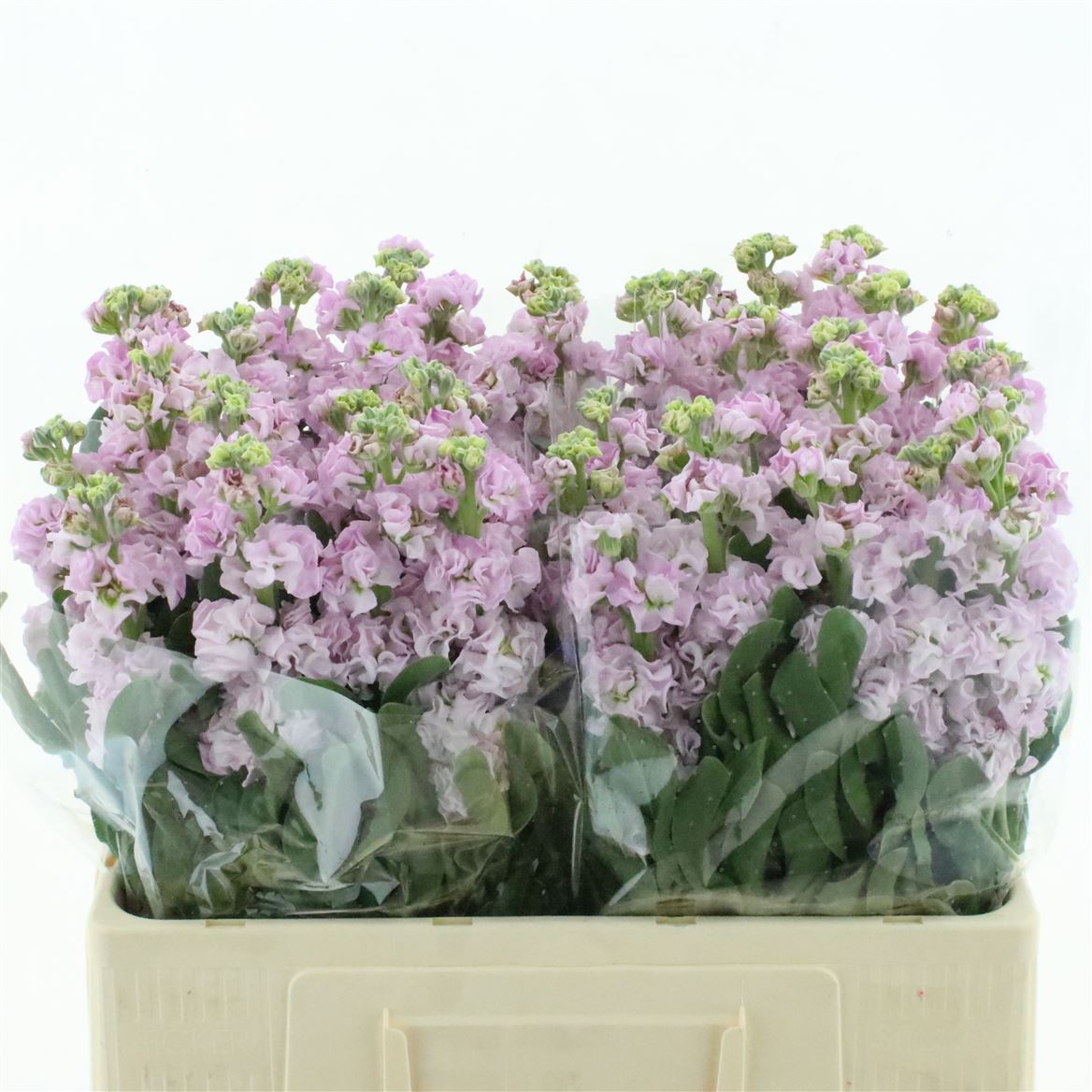 Matthiola Iron Cherry Blossom 60cm