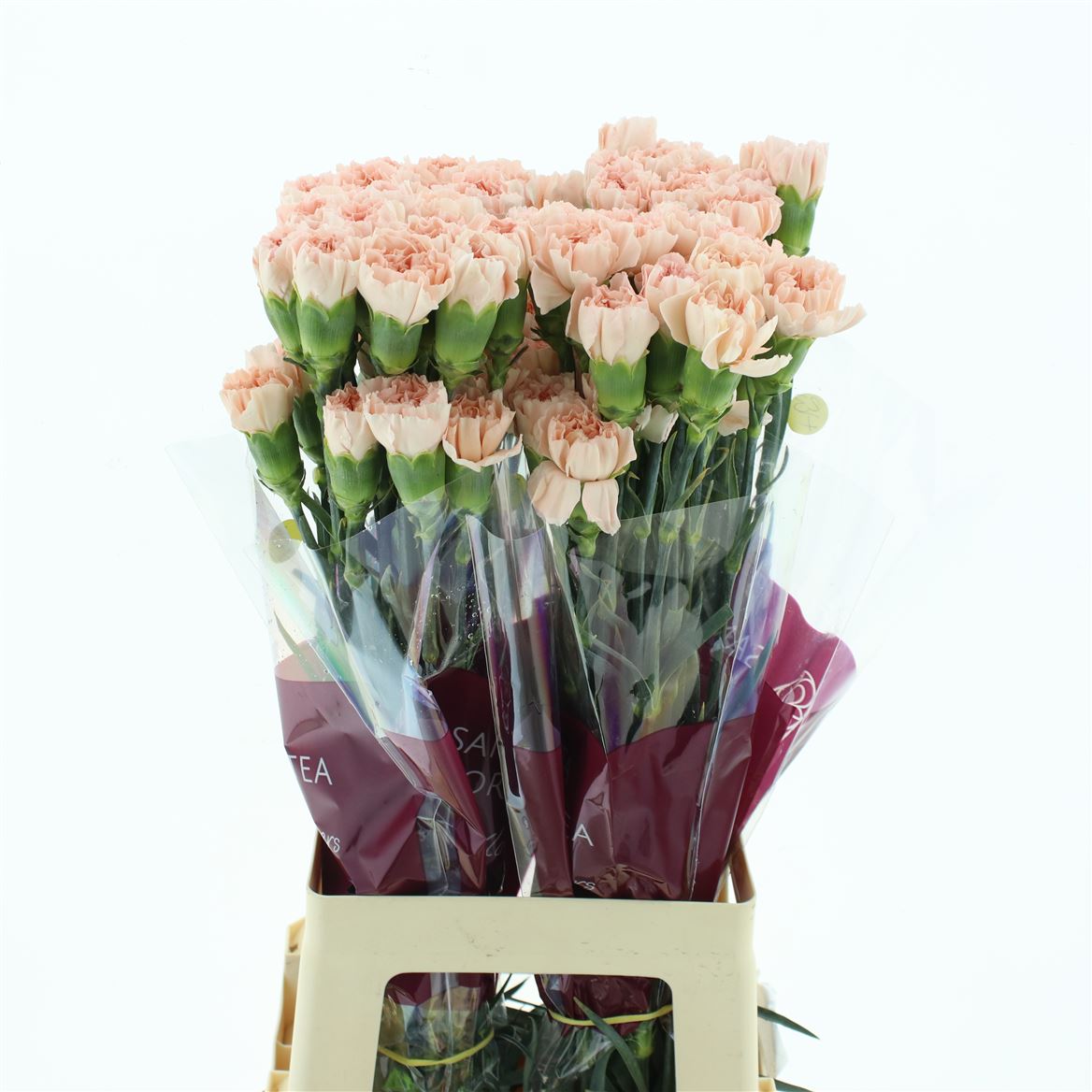 Dianthus Single Noviado 70cm