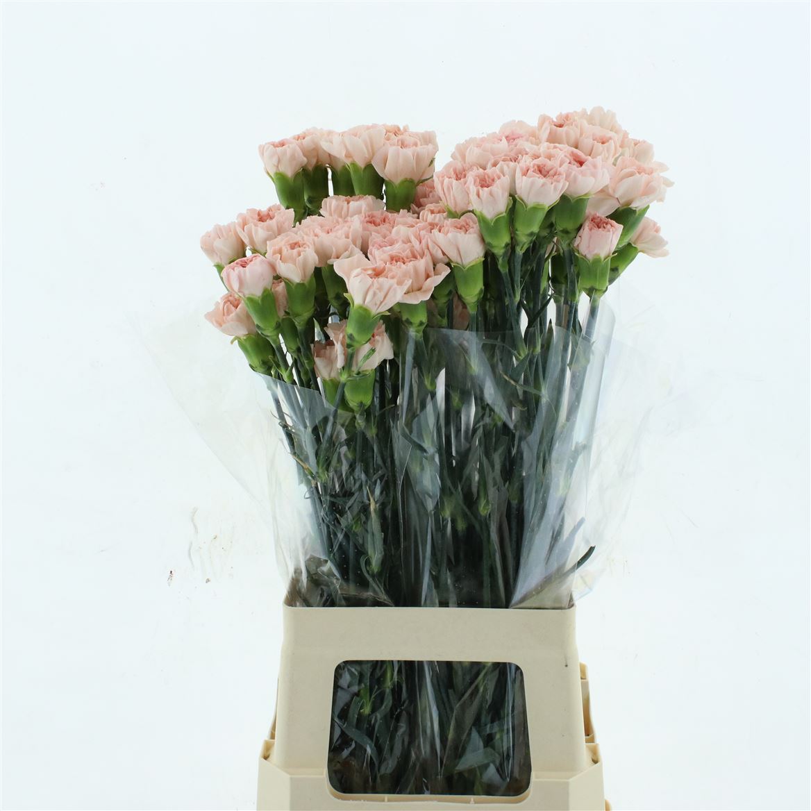 Dianthus Single Noviado 70cm