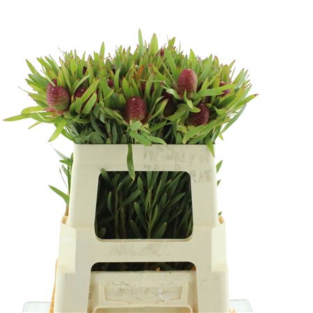 Leuco Ayoba Red