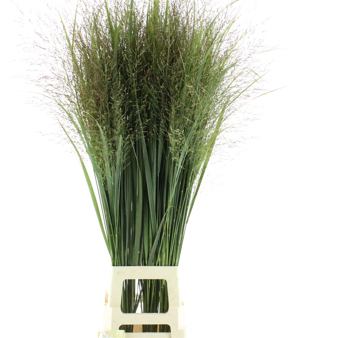 Panicum Northwind 120cm