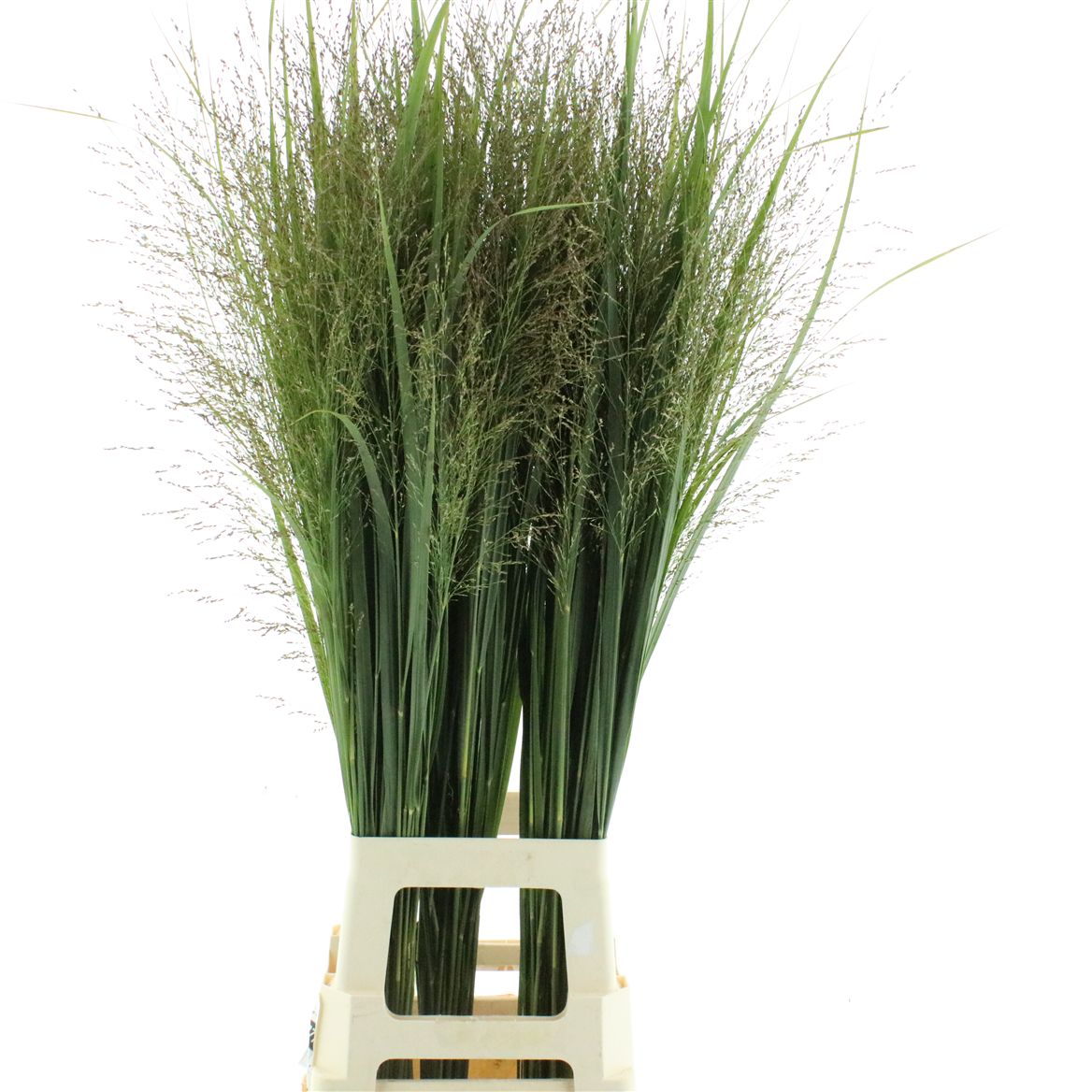 Panicum Northwind 100cm