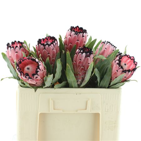 Protea Red Ice