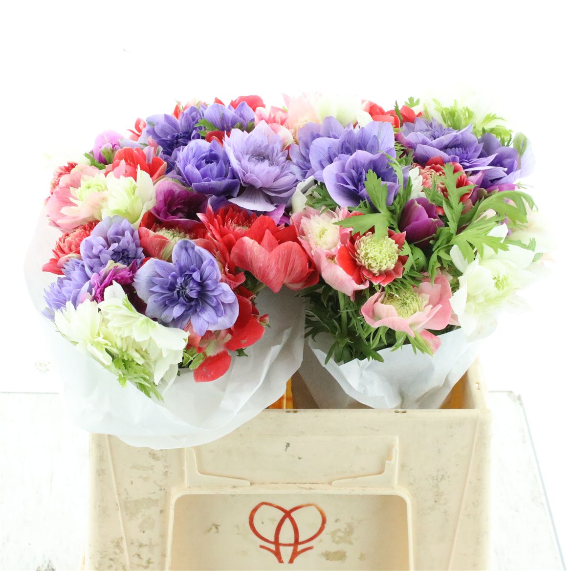 Anemone Fstar Mixed 30cm