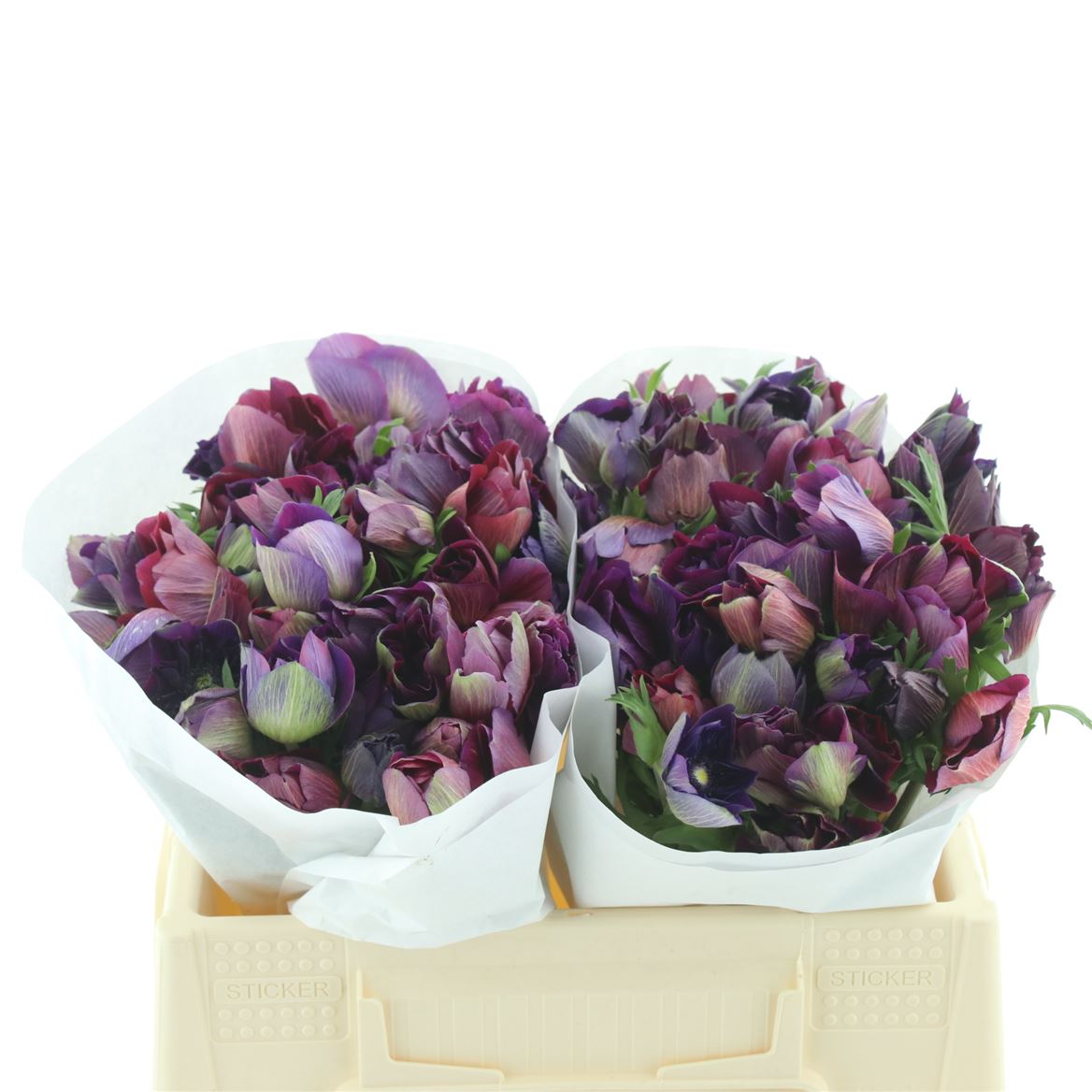 Anemone Coronaria Mistral Bordeaux 35cm