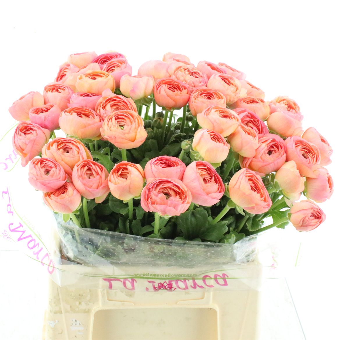 Ranunculus Success Fragolino 40cm 50gr.