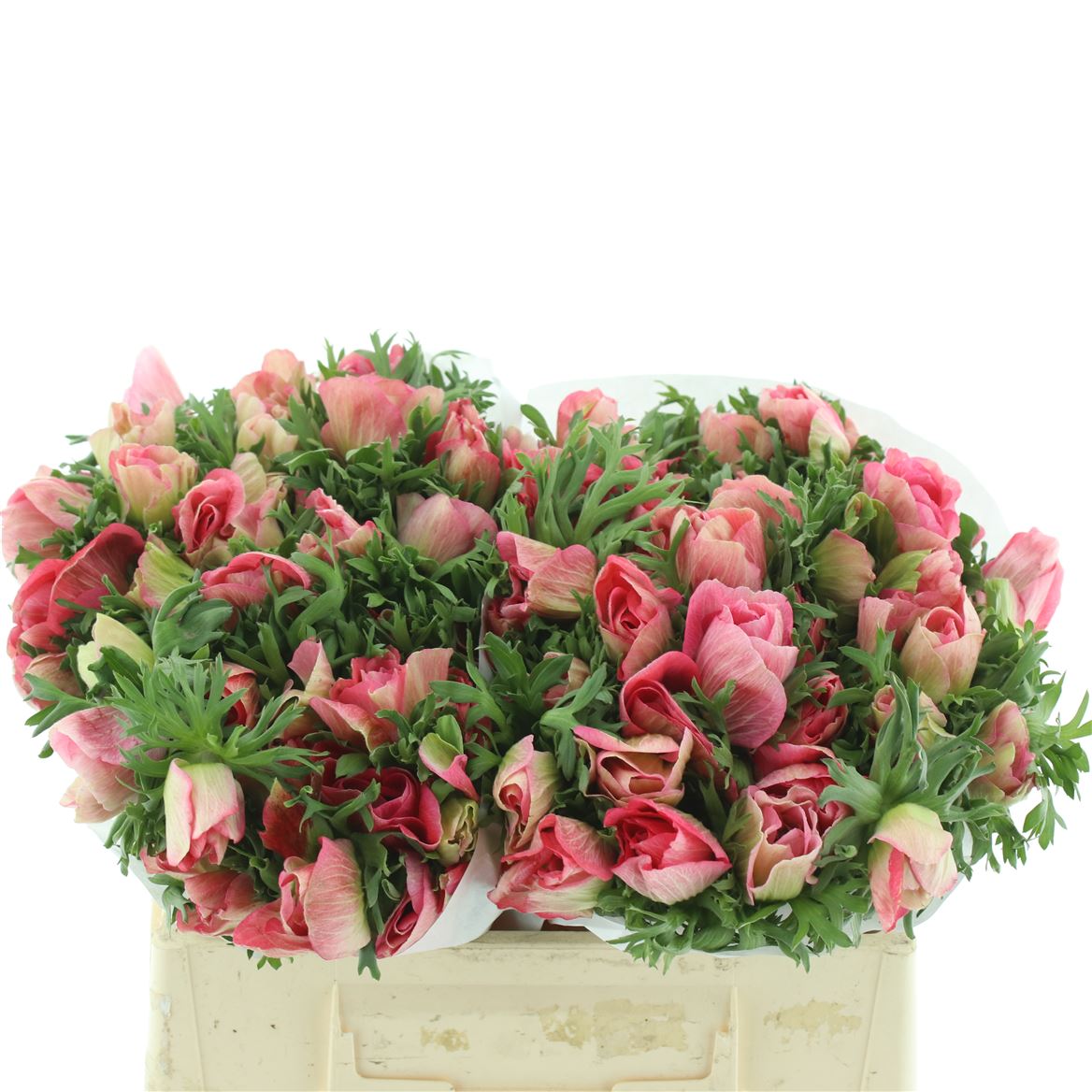 Anemone Coronaria Mistral Plus Pinkie 35cm