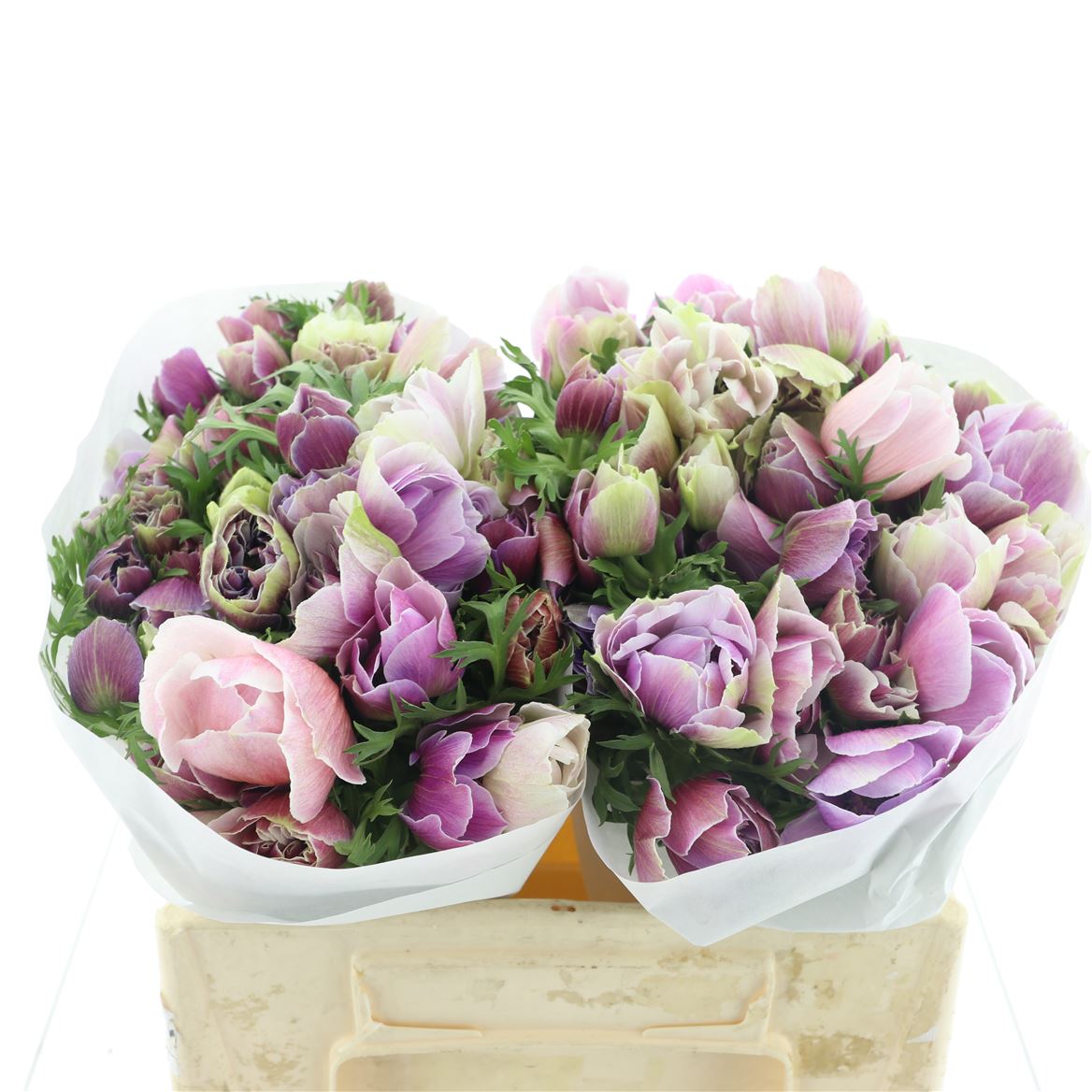 Anemone Coronaria Mistral Plus Rarity 35cm