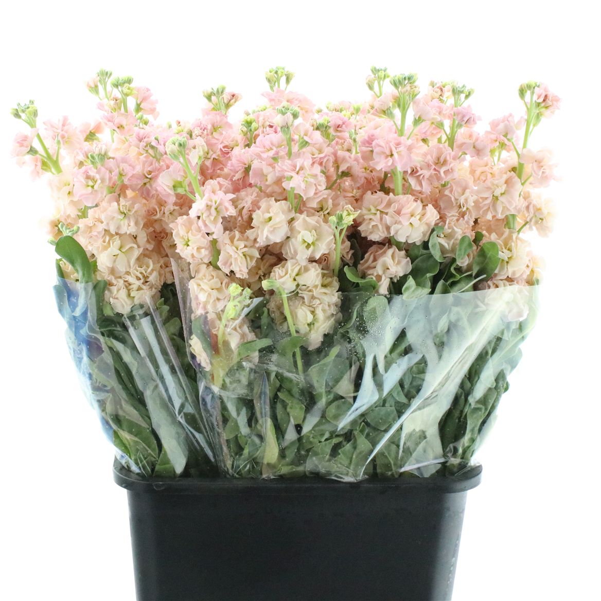 Matthiola Iron Apricot 60cm